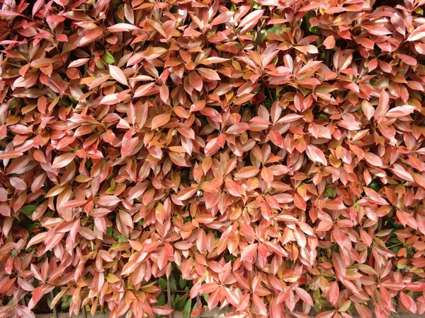 Feuilles Rouges Bush Fond Rapproché — Photo