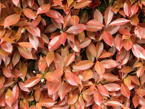 Feuilles Rouges Bush Fond Rapproché — Photo