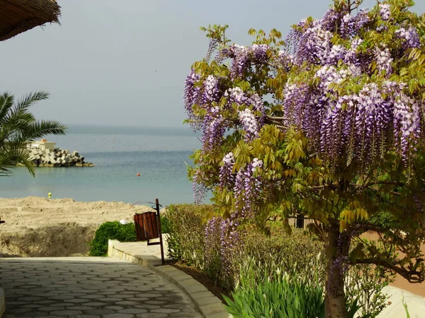 Violet Falling Tree Blossom on Sea Background