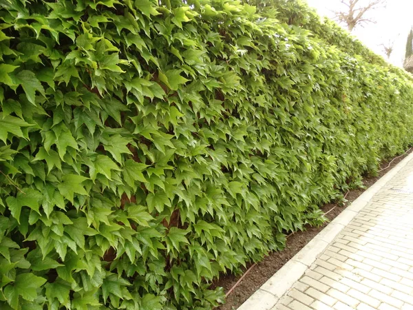 Planta Arrastre Verde Una Pared — Foto de Stock