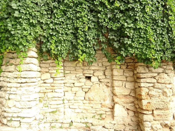 绿色植物落在石墙上 — 图库照片