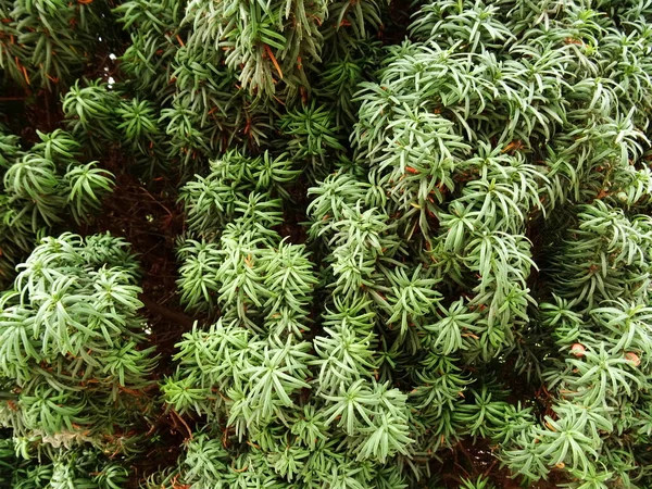 Green Bush Κοντινό Φόντο — Φωτογραφία Αρχείου
