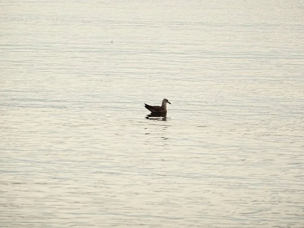 Deniz suyundaki martı