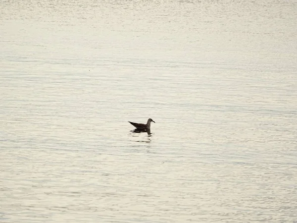 Deniz suyundaki martı