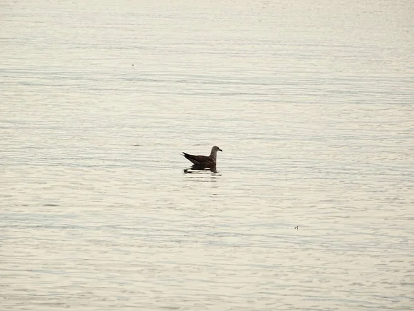 Mouette Dans Eau Mer — Photo