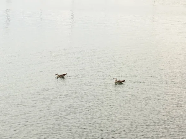 Deniz suyundaki martılar