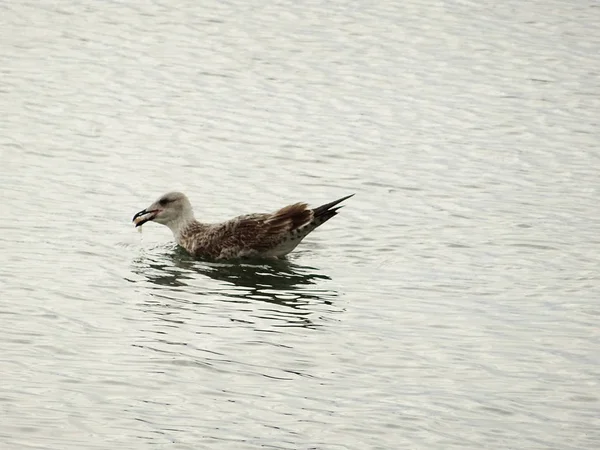 Gaviota Agua Mar — Foto de Stock