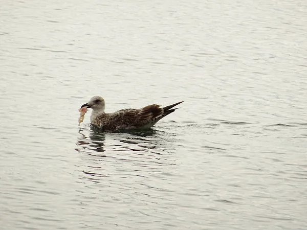 Seagull Zeewater — Stockfoto