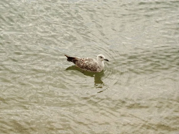 海の水のカモメ — ストック写真