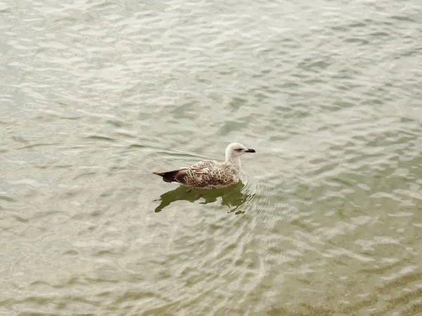 Deniz suyundaki martı