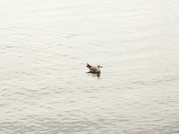 바다에 갈매기 — 스톡 사진