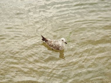 Deniz suyundaki martı