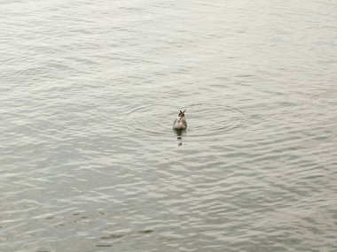 Deniz suyundaki martı