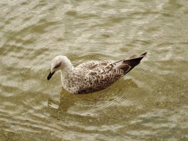 Deniz suyundaki martı