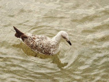 Deniz suyundaki martı
