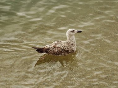 Deniz suyundaki martı