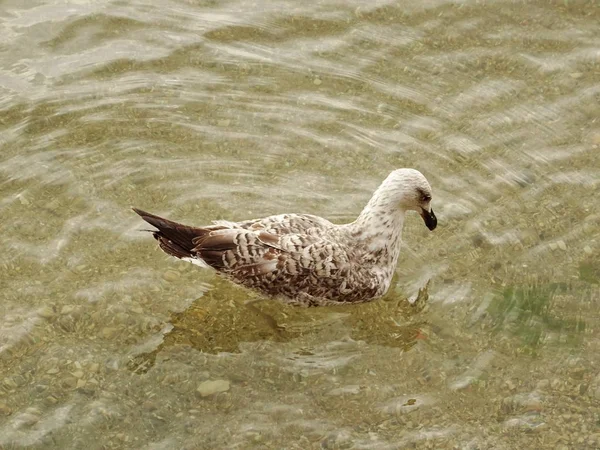 Seagull Zeewater — Stockfoto