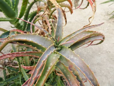 Büyük kaktüsler Üstten Görünüm