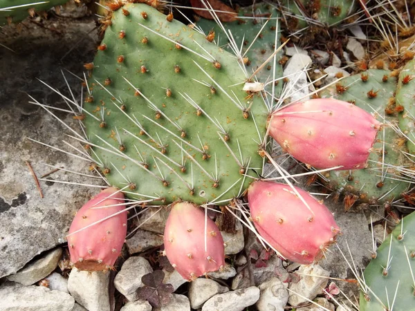 Kaktus Med Rosa Bollar — Stockfoto