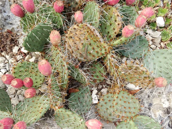 Kaktus Med Rosa Bollar — Stockfoto