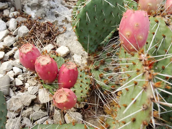 Cactus Con Bolas Rosadas — Foto de Stock