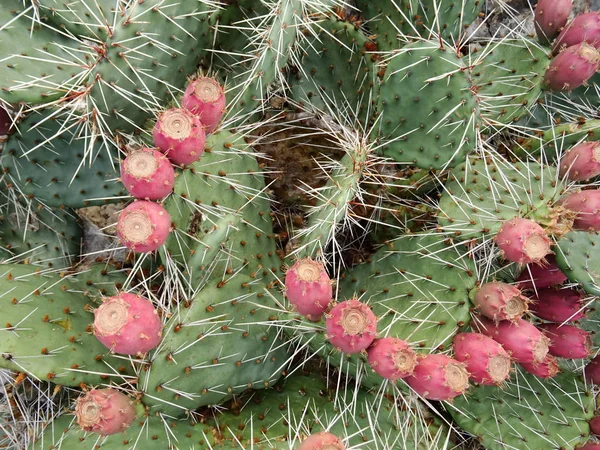 Cactus Con Bolas Rosadas — Foto de Stock
