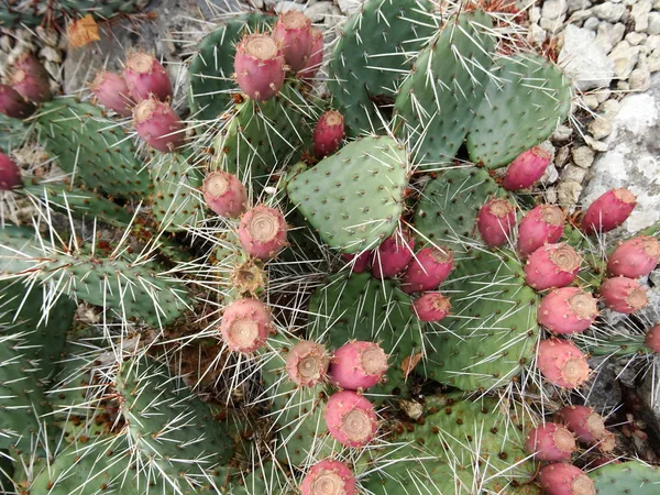 Kaktus Med Rosa Bollar — Stockfoto