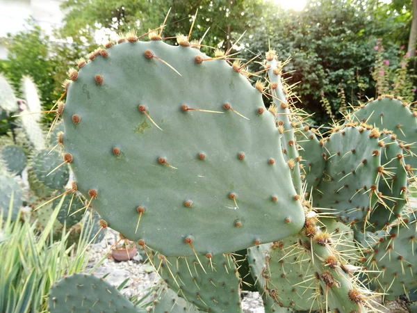 Cactus Vägg Bakgrund Närbild — Stockfoto