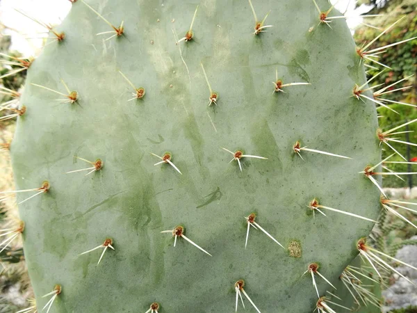 Cactus Vägg Bakgrund Närbild — Stockfoto