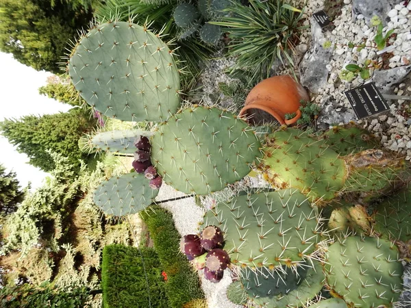 Fondo Pared Cactus Primer Plano — Foto de Stock