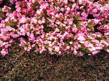 Pembe Bahçe duvar arka plan çiçekler