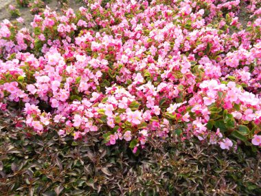 Pembe Bahçe duvar arka plan çiçekler