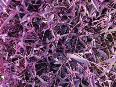 Menekşe çiçek yaprakları duvar arka plan yakın