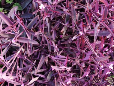 Menekşe çiçek yaprakları duvar arka plan yakın