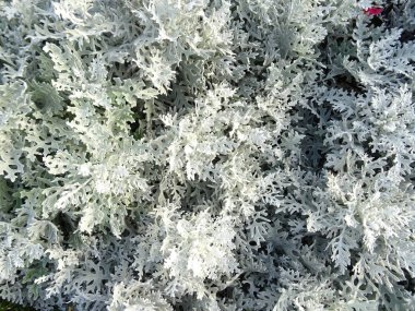 Yeşil çiçek yaprakları duvar arka plan yakın