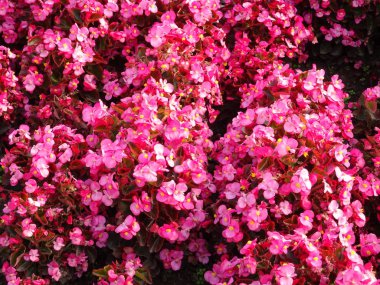 Pembe Flowes duvar arka plan yakın