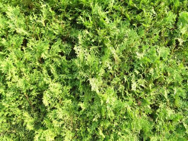 Mazı (bitki) ağaç duvar kağıdı arka plan yakın kadar