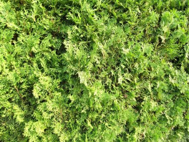 Mazı (bitki) ağaç duvar kağıdı arka plan yakın kadar