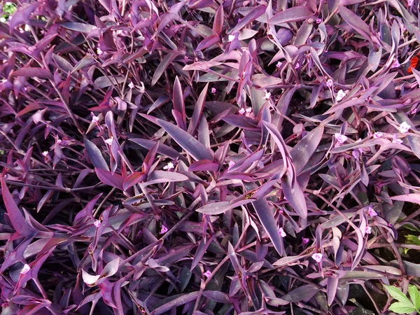 Фиолетовый Цветок Листья Обои Фон Закрыть — стоковое фото