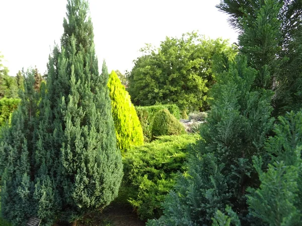 Thuja Träd Tapet Bakgrund Närbild — Stockfoto