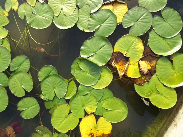 Water Lily Wall Background Close — Stock Photo, Image