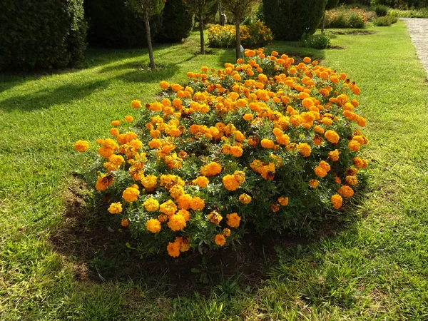 Bush Narancs Virágok — Stock Fotó
