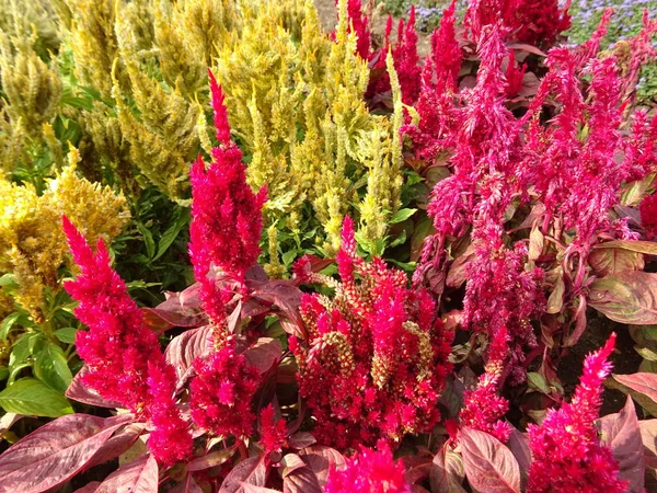 Bush kırmızı ve sarı çiçek