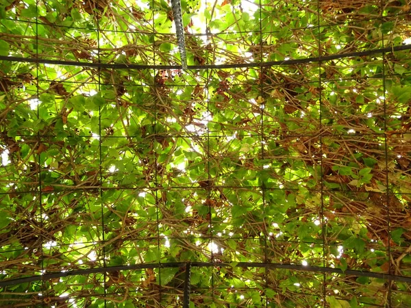 Grüne Pflanze Hinter Einem Netz — Stockfoto