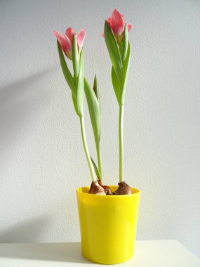 Sarı çiçek Pot ile beyaz bir arka plan üzerinde pembe laleler