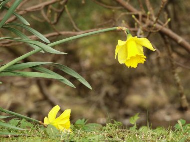 Sarı nergis arka plan yakın kadar