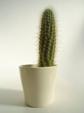 Bir çiçek tencerede küçük dikenli kaktüs