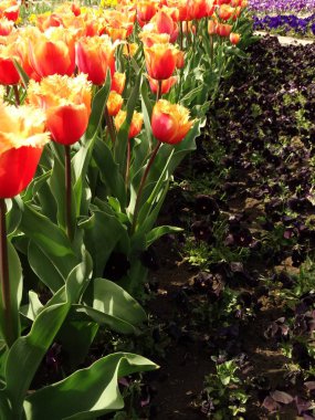 Bahçedeki Turuncu laleler