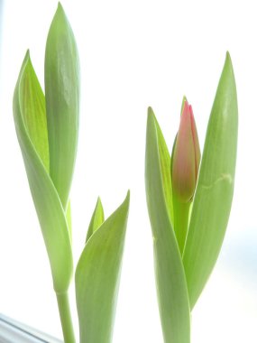 İzole yeşil lale beyaz bir arka plan üzerinde bırakır