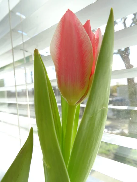 Tulipa Rosa Perto Janela — Fotografia de Stock